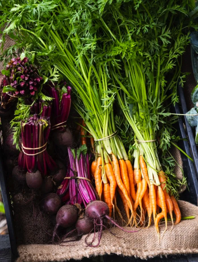 A vibrant display of freshly harvested vegetables on a burlap sack, featuring bunches of orange carrots with leafy green tops and dark purple beetroots with their red stalks and green leaves, arranged as if ready for the menu in a rustic crate. | Megalong Valley Tea Rooms
